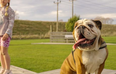 Clutha NZ Balclutha Dog Park