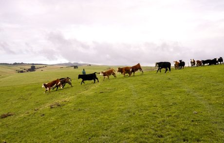 Clutha NZ Farming