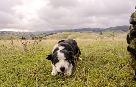 Clutha NZ Farming