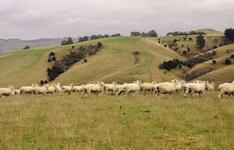 Clutha NZ Farming