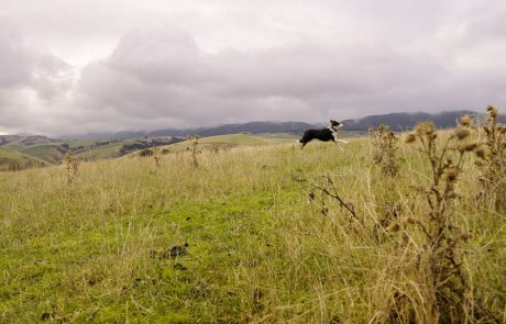 Clutha NZ Farming